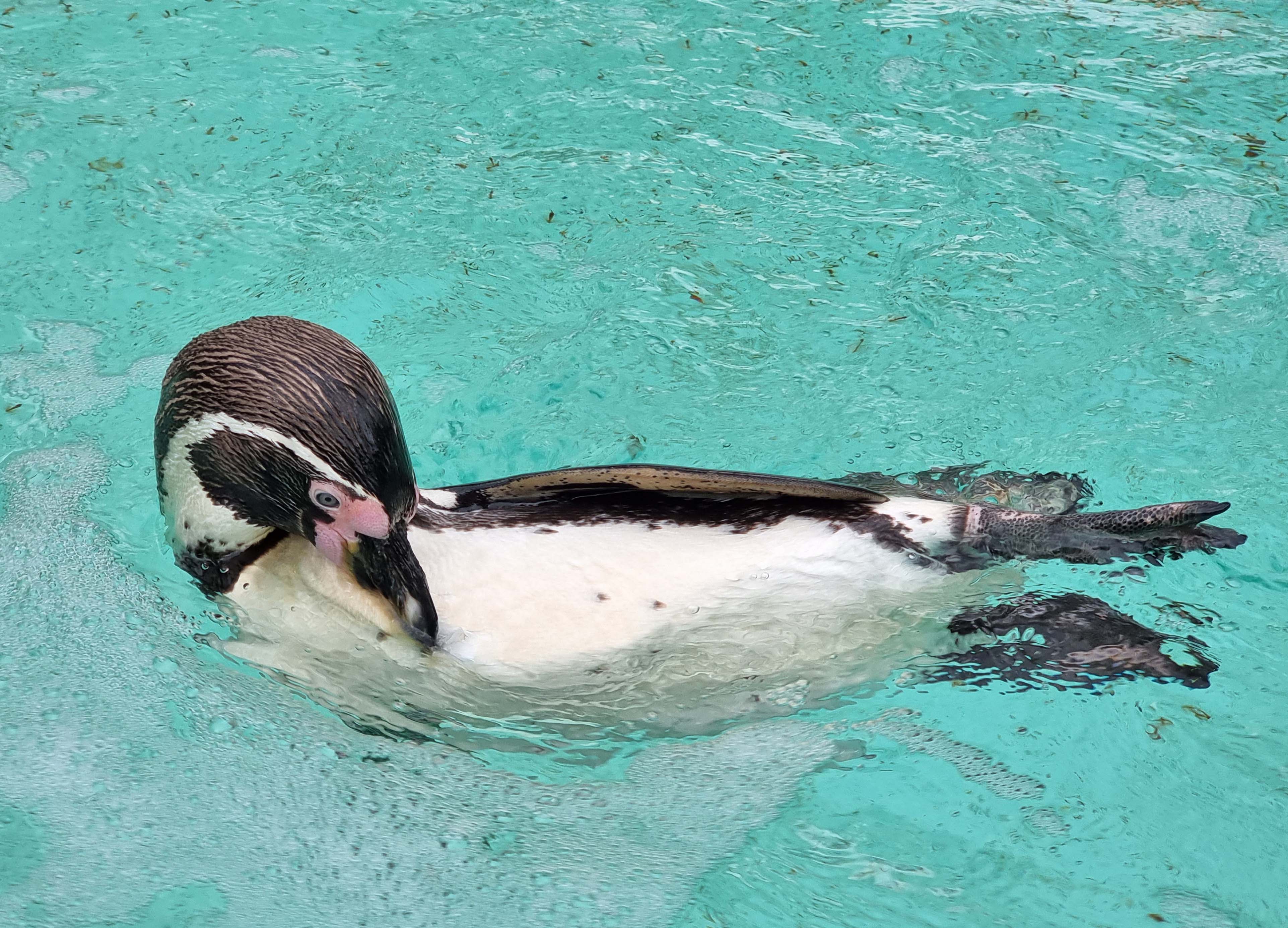 ZSL needs to look at its ideas of family Penguin-London Zoo