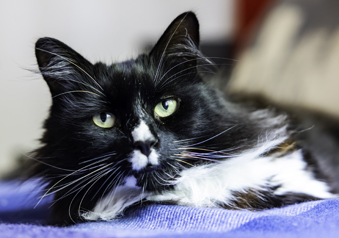 Marley the top cat is ‘heart of our home’ Marley - landscape - press res