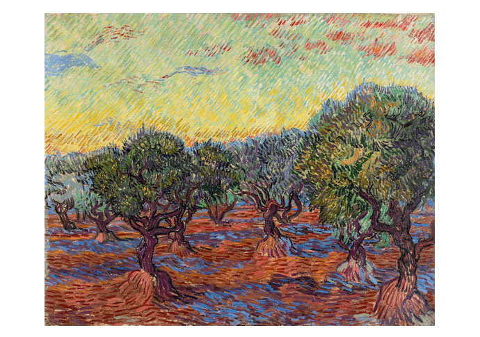 Olive Grove