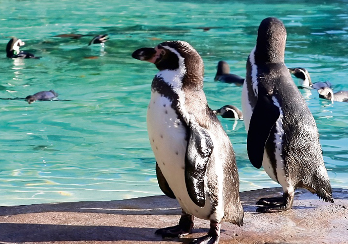Same-sex socialising at the pool Ron and Reg credit london zoo
