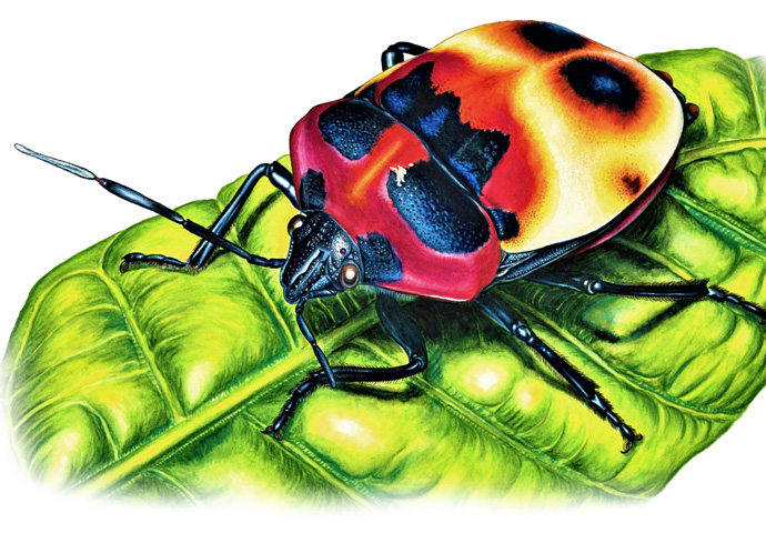 Jungle Gems beetle by Yikai Zhang