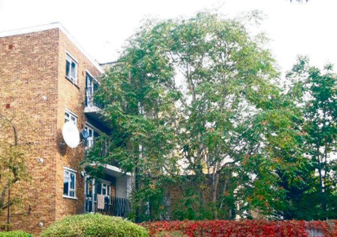 The Tree of Heaven in Carlton Hill